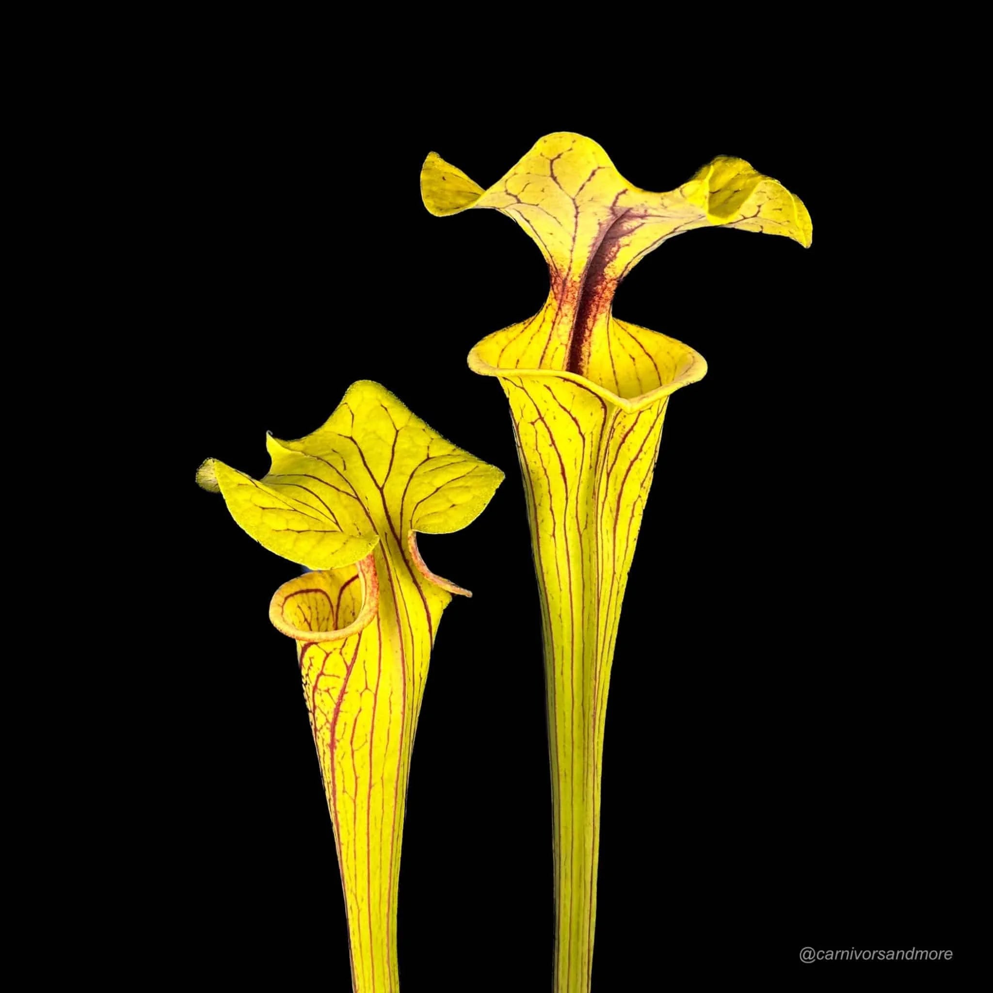 Sarracenia flava var. ornata, MK F 208 大森食虫植物農園