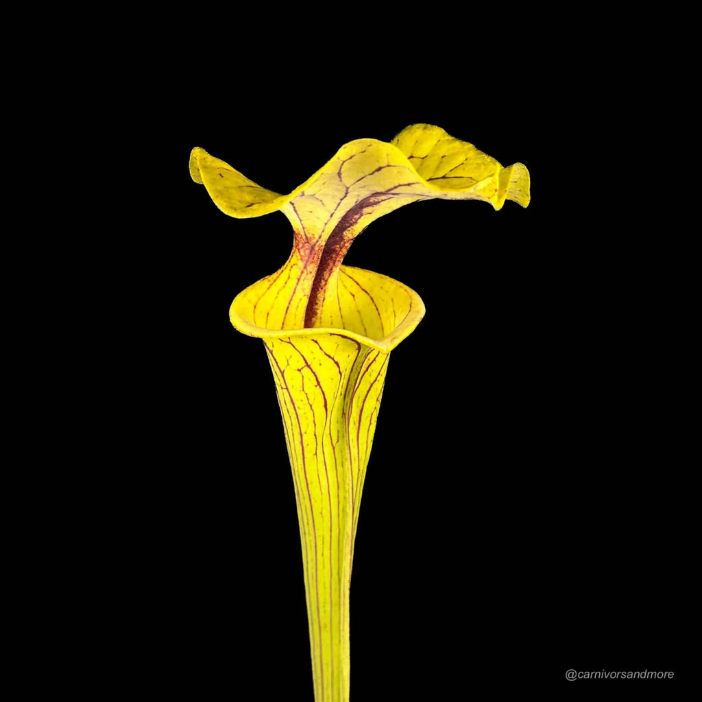 Sarracenia flava var. ornata, MK F 208 大森食虫植物農園