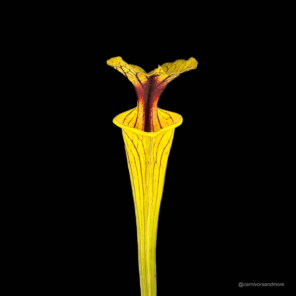 Sarracenia flava var. ornata, MK F 40, Wewahitchka, Fl 大森食虫植物農園