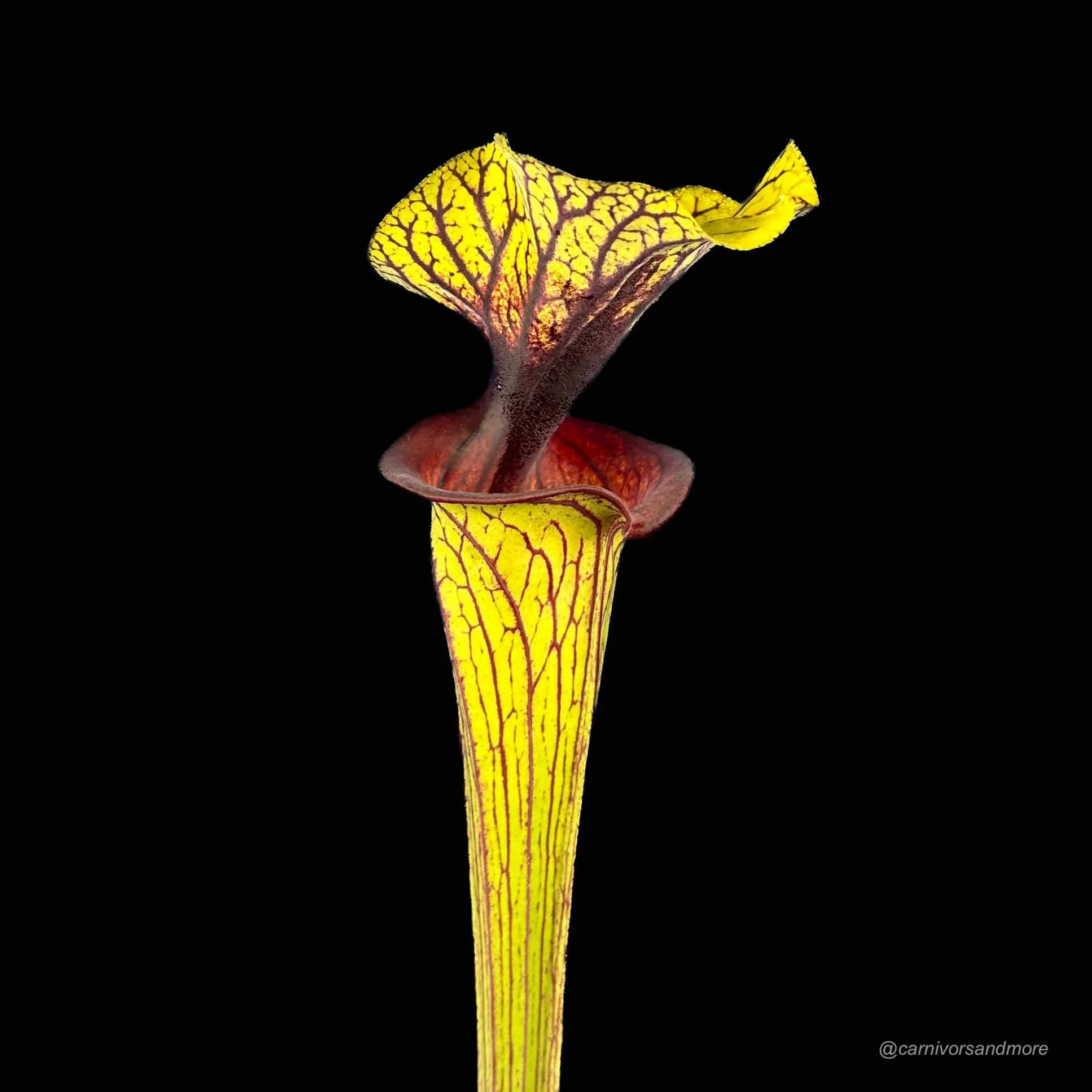 Sarracenia flava var. ornata, MK F 88ﾠ 大森食虫植物農園