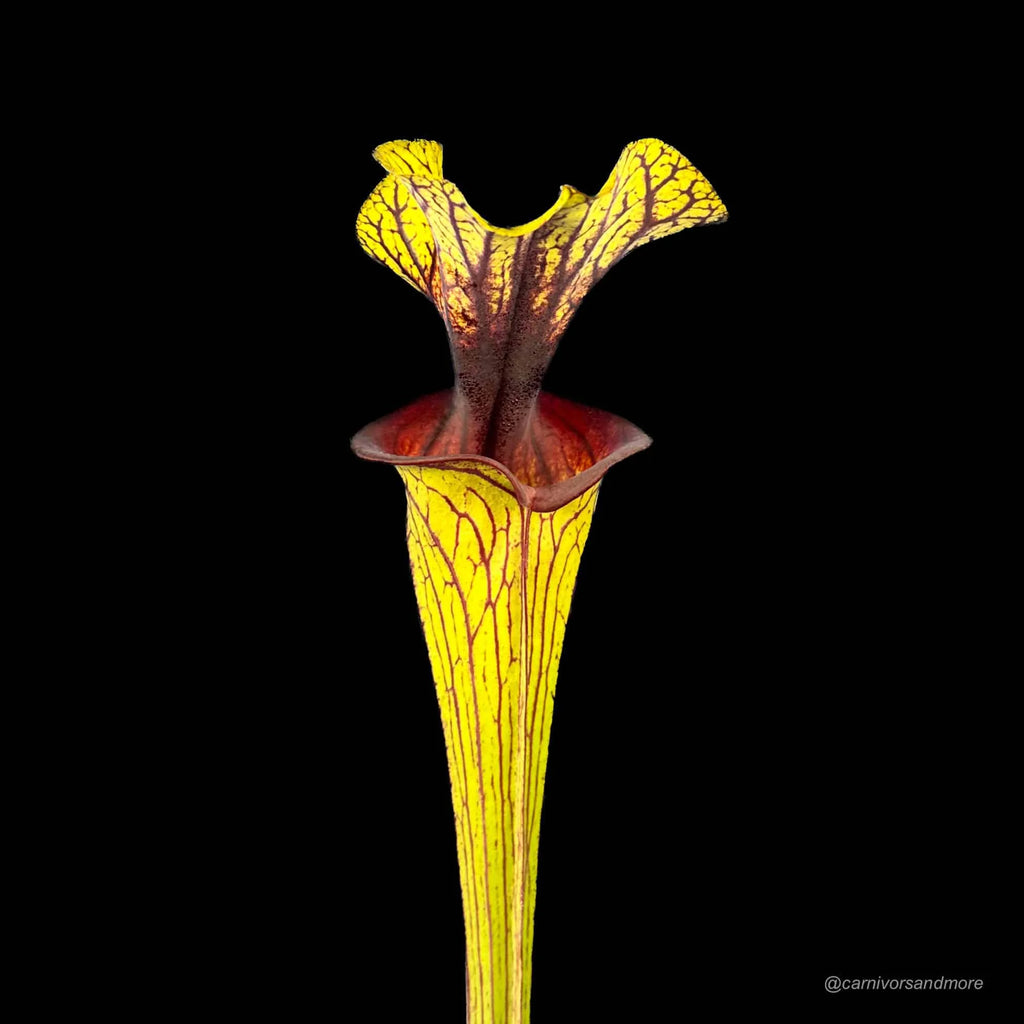 Sarracenia flava var. ornata, MK F 88ﾠ 大森食虫植物農園