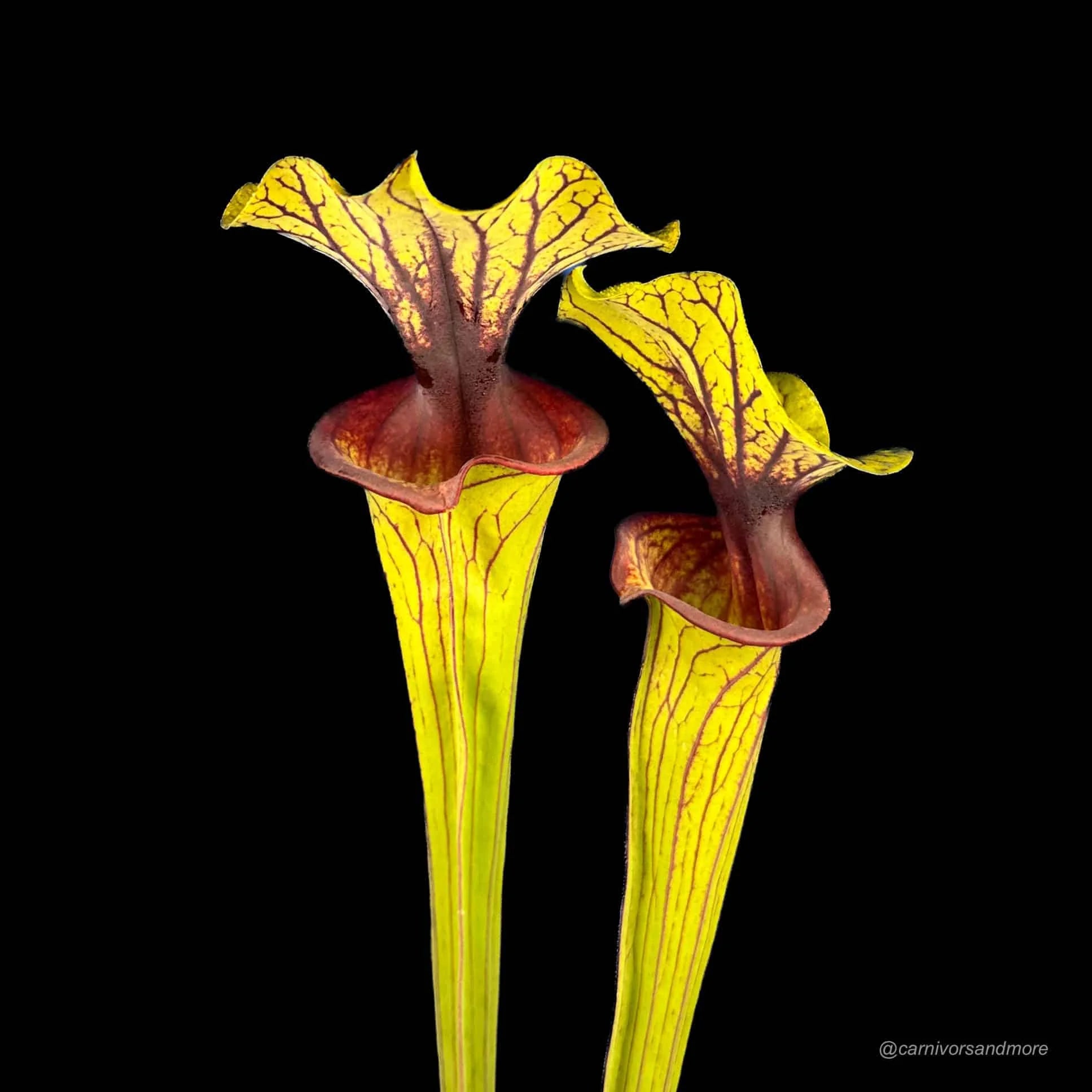 Sarracenia flava var. ornata, MK F 88, extra large ! 大森食虫植物農園