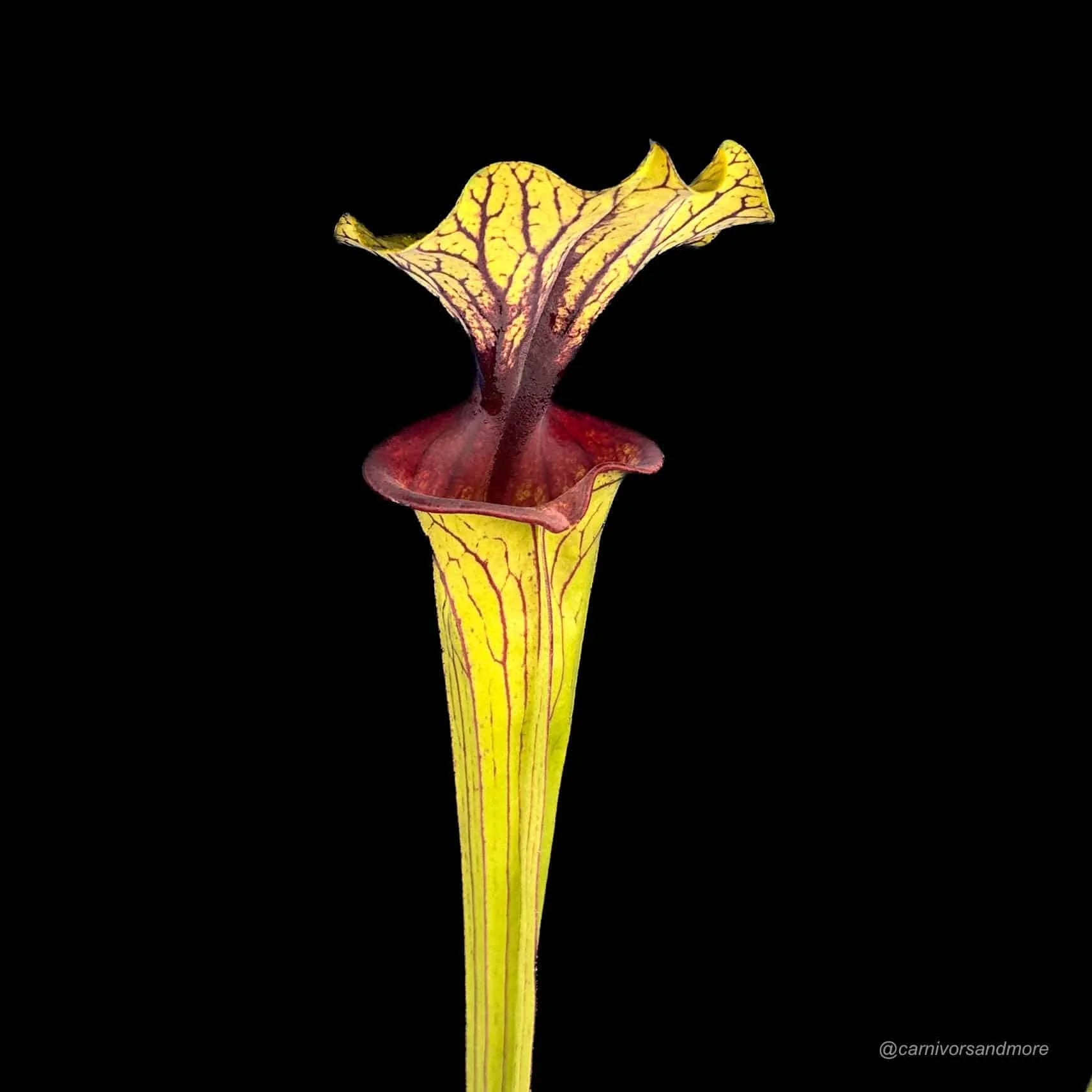 Sarracenia flava var. ornata, MK F 88, extra large ! 大森食虫植物農園