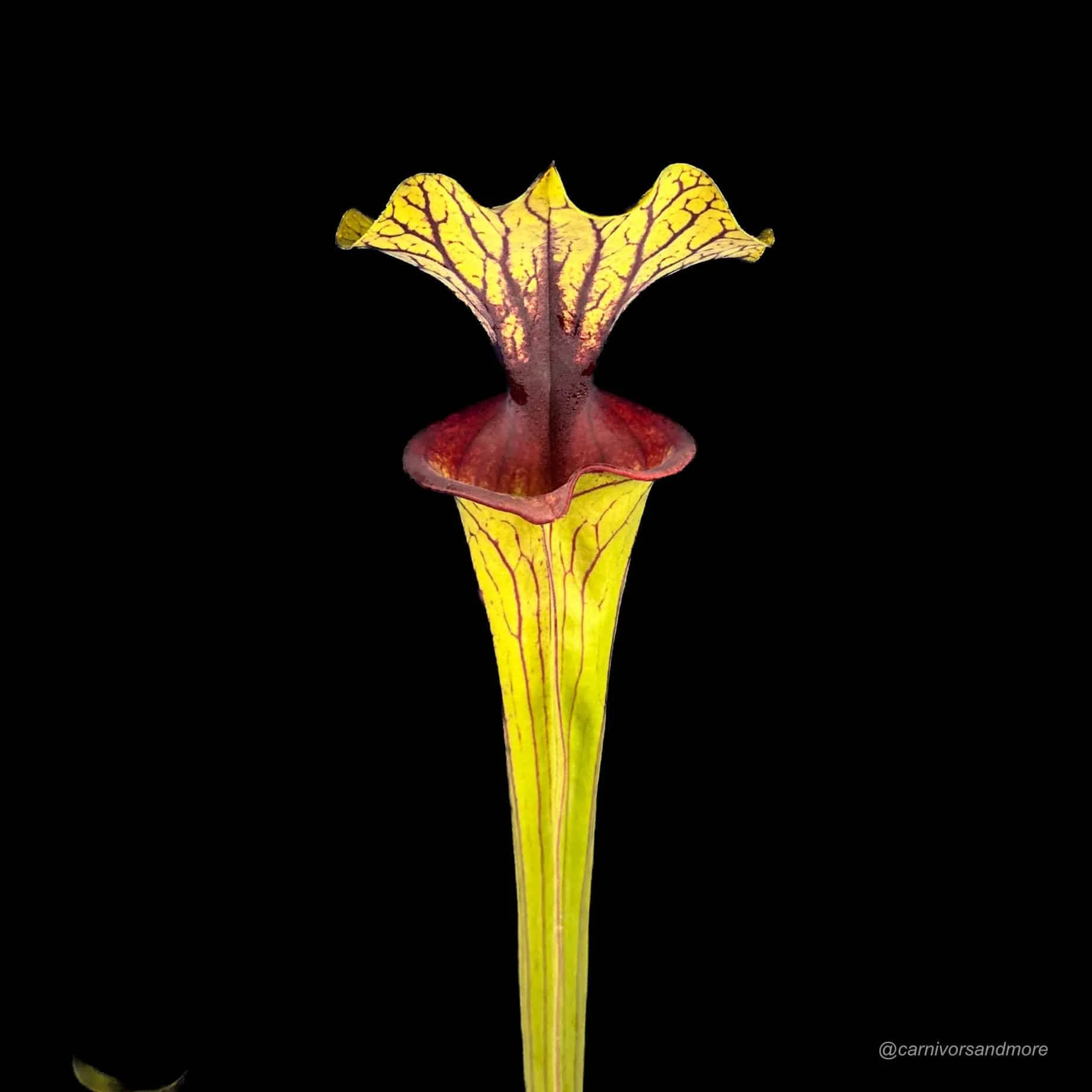 Sarracenia flava var. ornata, MK F 88, extra large ! 大森食虫植物農園