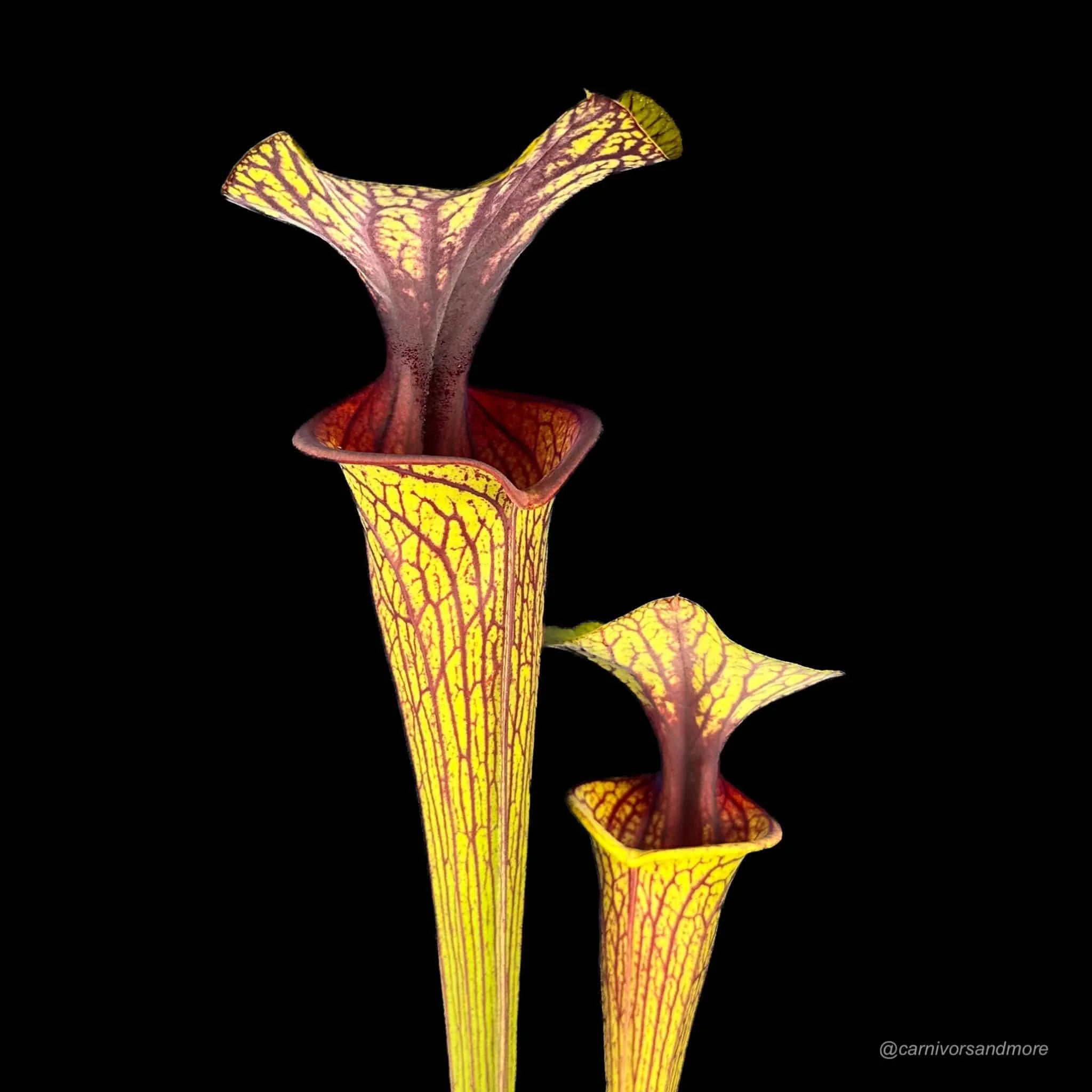 Sarracenia flava var. ornata, MK F 88 x self 大森食虫植物農園