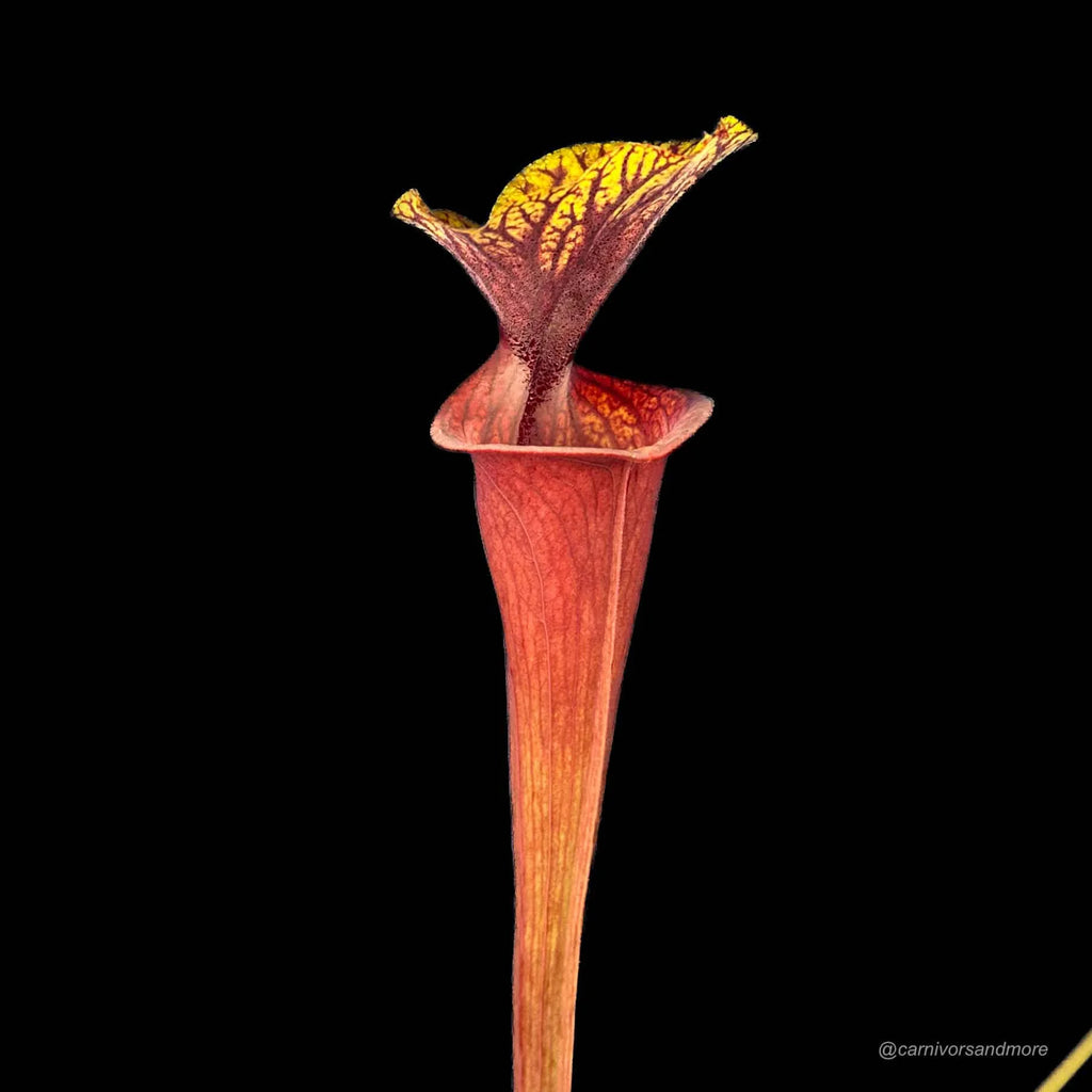 Sarracenia flava var. ornata, MK F 88 x flava AF 大森食虫植物農園