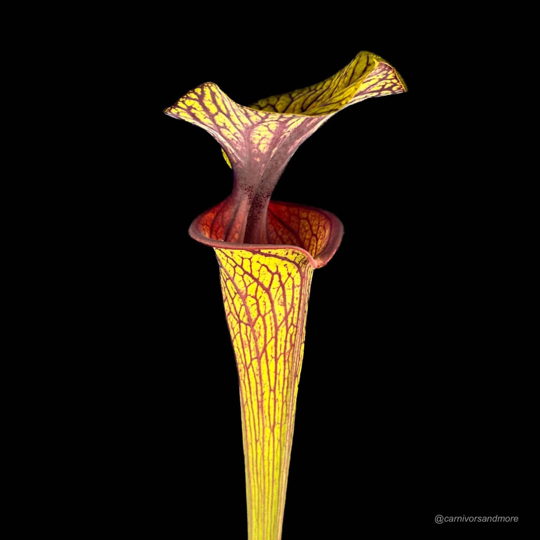 Sarracenia flava var. ornata, MK F 88 x self 大森食虫植物農園