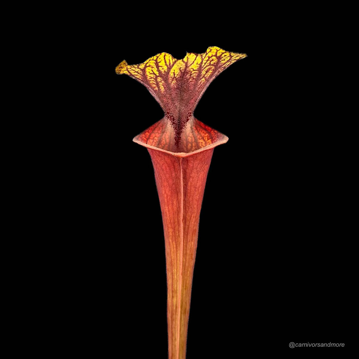 Sarracenia flava var. ornata, MK F 88 x flava AF 大森食虫植物農園