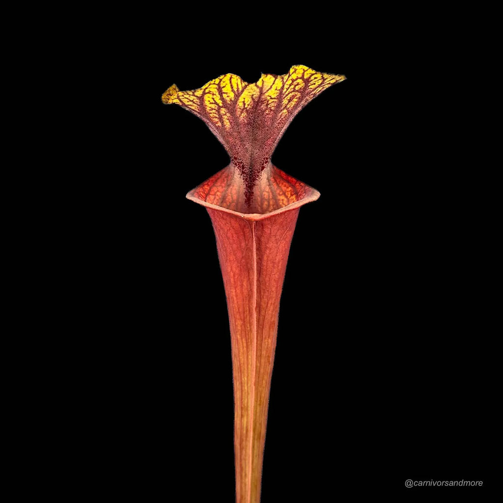 Sarracenia flava var. ornata, MK F 88 x flava AF 大森食虫植物農園