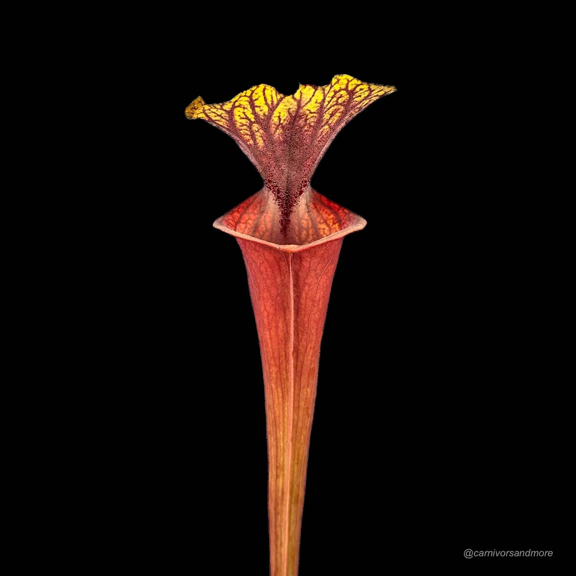 Sarracenia flava var. ornata, MK F 88 x flava AF 大森食虫植物農園