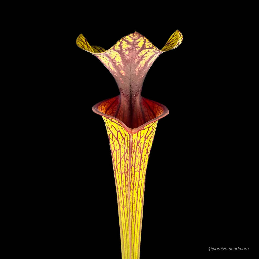 Sarracenia flava var. ornata, MK F 88 x self 大森食虫植物農園