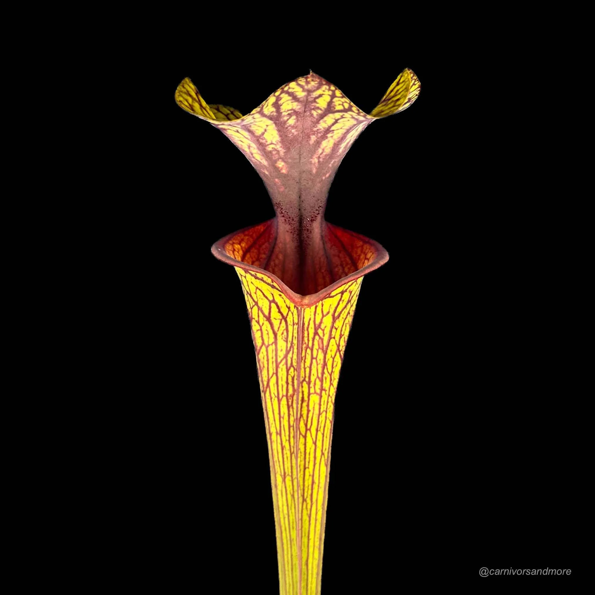 Sarracenia flava var. ornata, MK F 88 x self 大森食虫植物農園