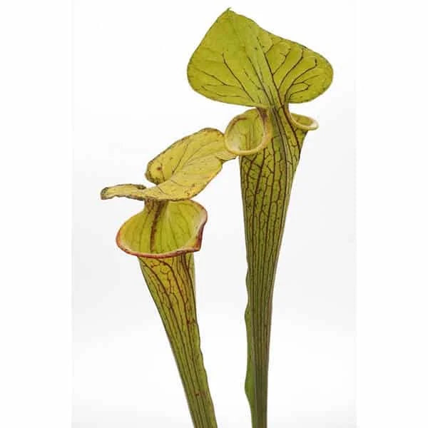 Sarracenia flava var. ornata, MK F 95, Wewahitchka, Gulf, Co, Florida, 40 cm 大森食虫植物農園