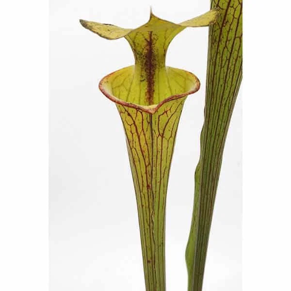 Sarracenia flava var. ornata, MK F 95, Wewahitchka, Gulf, Co, Florida, 40 cm 大森食虫植物農園