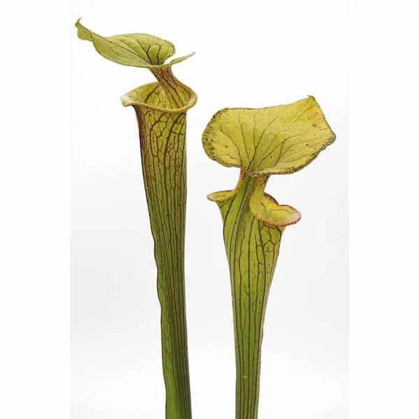 Sarracenia flava var. ornata, MK F 95, Wewahitchka, Gulf, Co, Florida, 40 cm 大森食虫植物農園