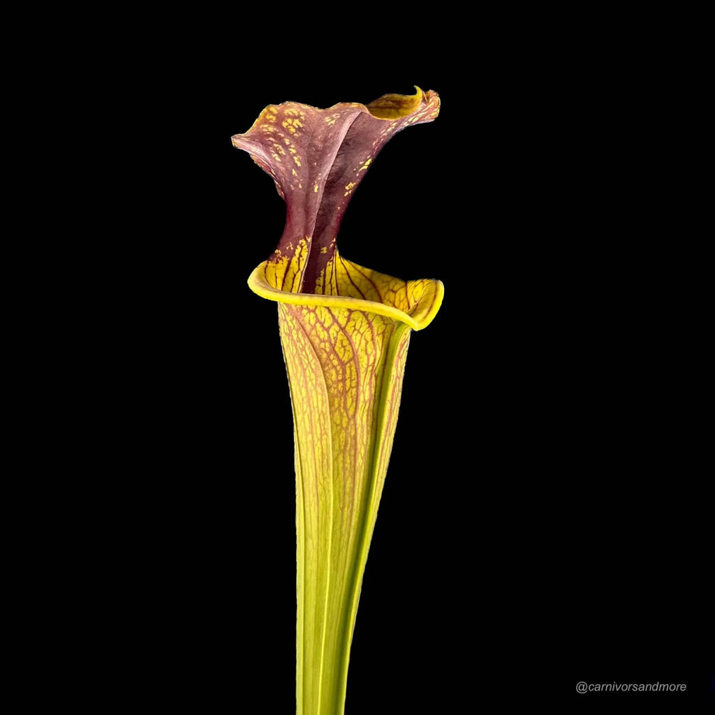 Sarracenia flava var. ornata, M. Soper, F 221ﾠ 大森食虫植物農園
