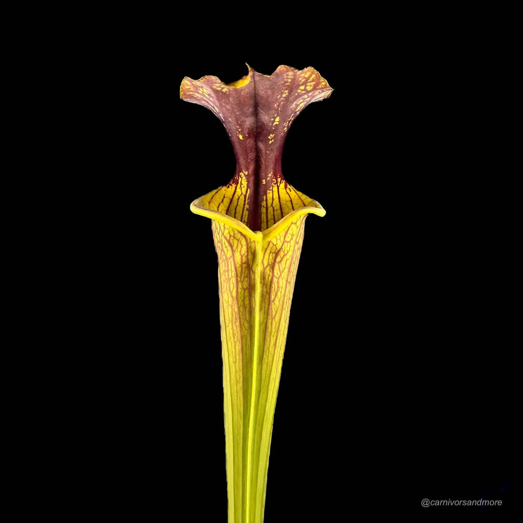 Sarracenia flava var. ornata, M. Soper, F 221ﾠ 大森食虫植物農園