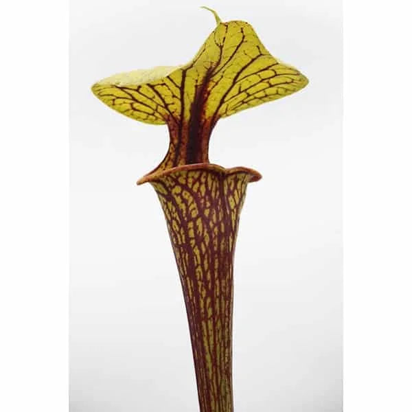Sarracenia flava var. ornata, Marshall Clone, 40 cm 大森食虫植物農園