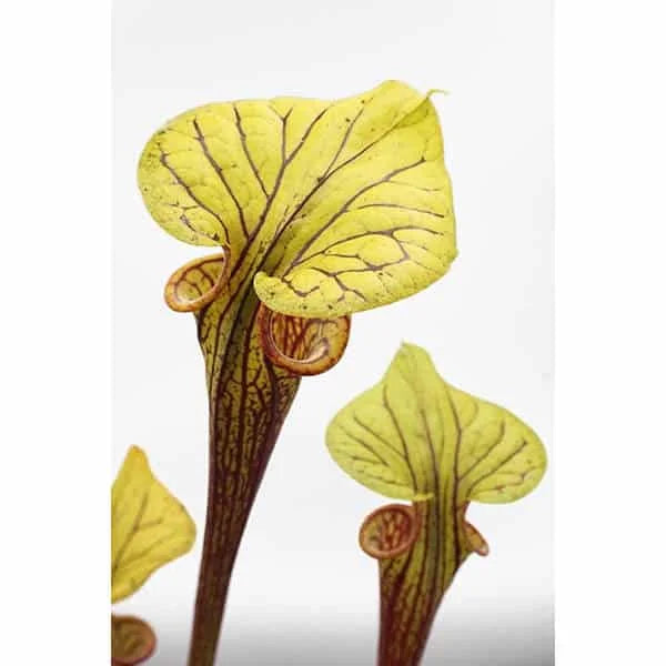Sarracenia flava var. ornata, Marshall Clone, 40 cm 大森食虫植物農園