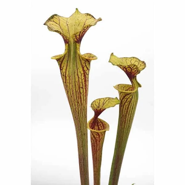 Sarracenia flava var. ornata, Miramar, Broward Co., Fl 大森食虫植物農園