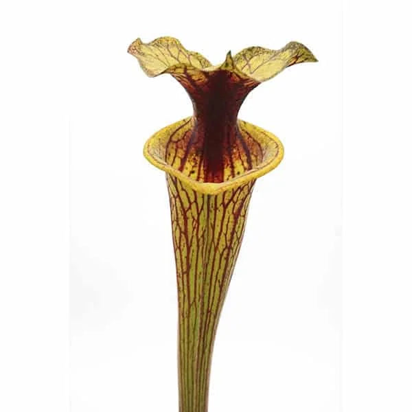 Sarracenia flava var. ornata, Miramar, Broward Co., Fl 大森食虫植物農園