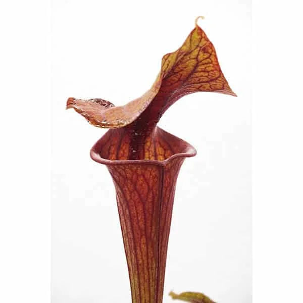 Sarracenia flava var. ornata „Red Form“, Holley, Mk F 67 大森食虫植物農園