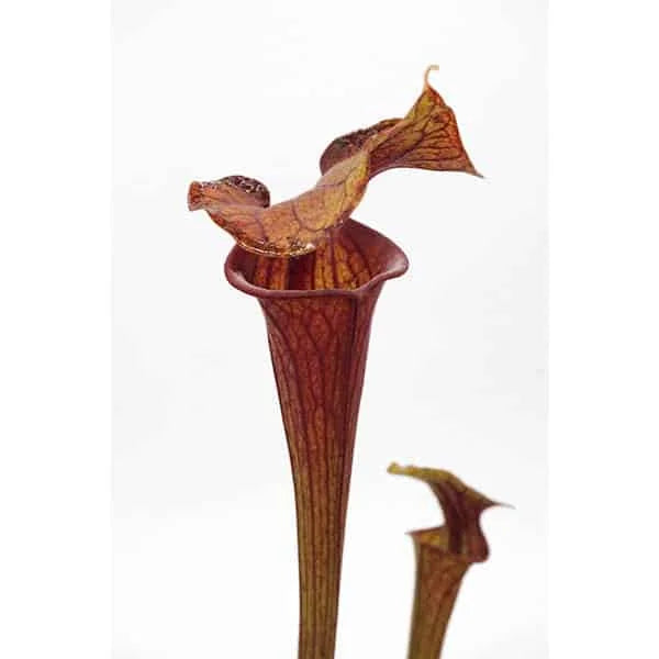 Sarracenia flava var. ornata „Red Form“, Holley, Mk F 67 大森食虫植物農園