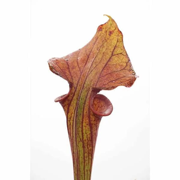 Sarracenia flava var. ornata „Red Form“, Holley, Mk F 67 大森食虫植物農園