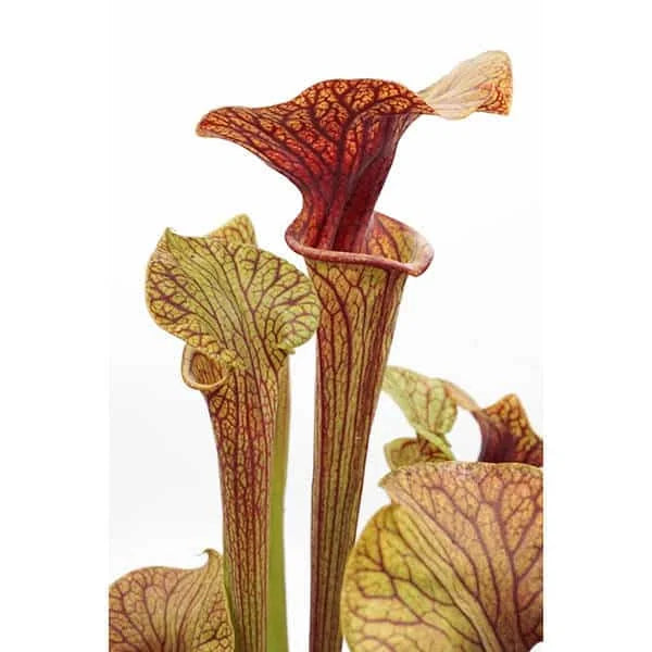 Sarracenia flava var. ornata „Super Ornata“ 大森食虫植物農園