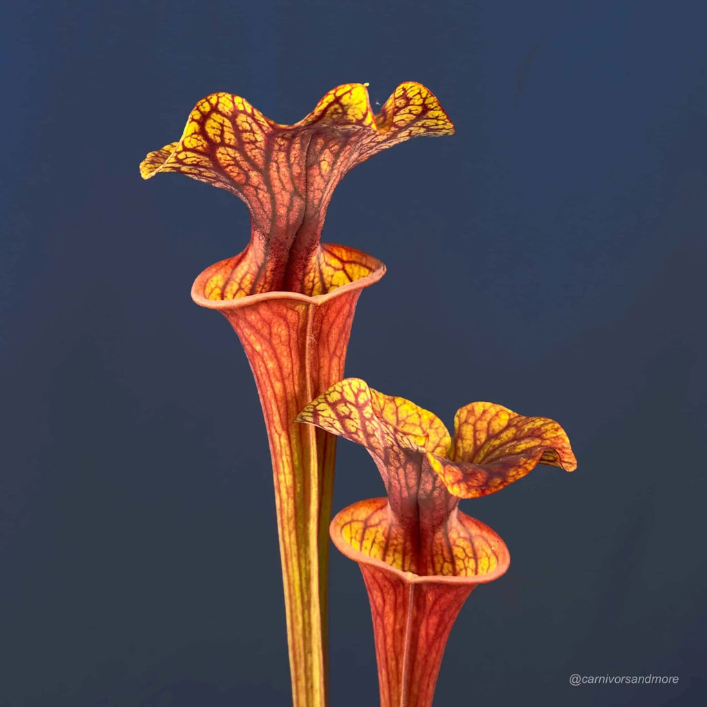 Sarracenia flava var. ornata „Super Ornata“ x atropurpurea 大森食虫植物農園