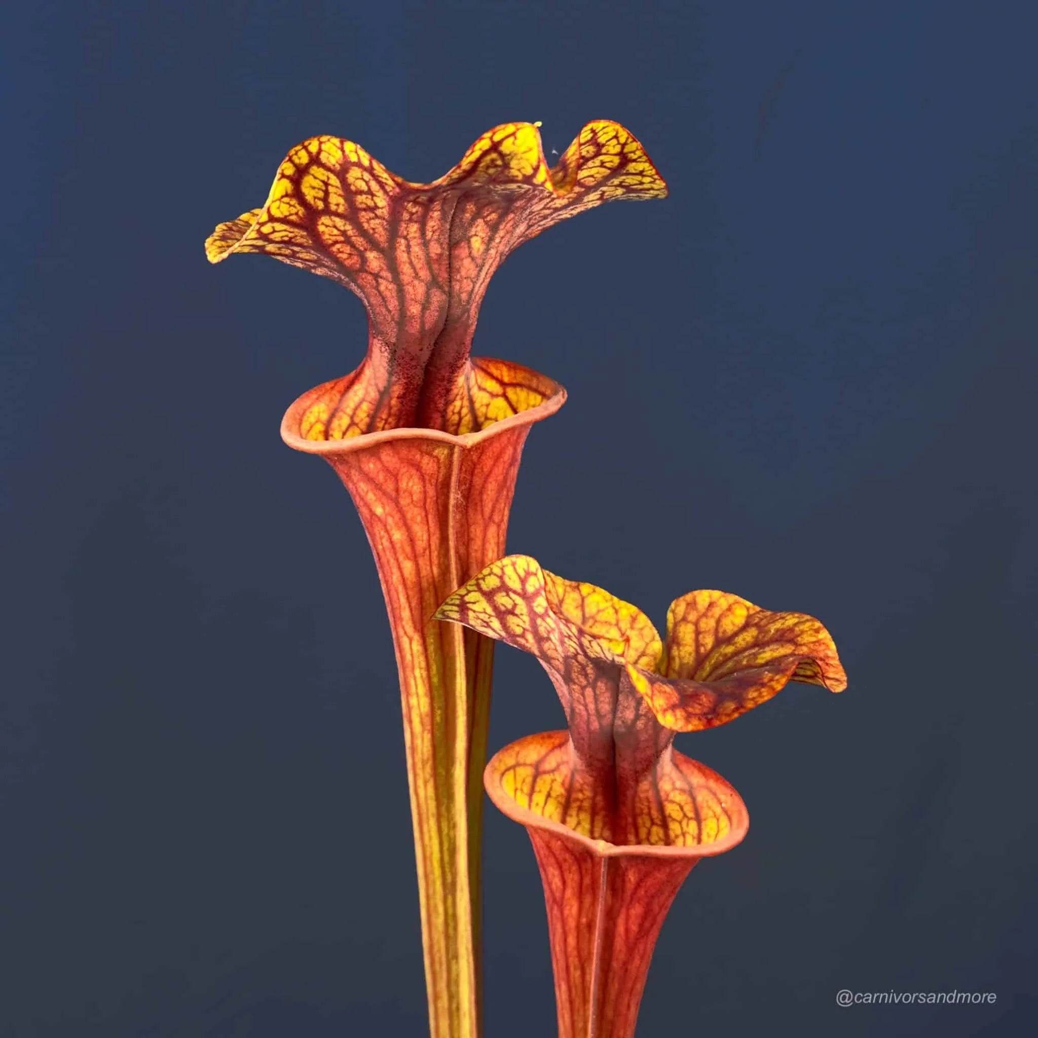 Sarracenia flava var. ornata „Super Ornata“ x atropurpurea 大森食虫植物農園