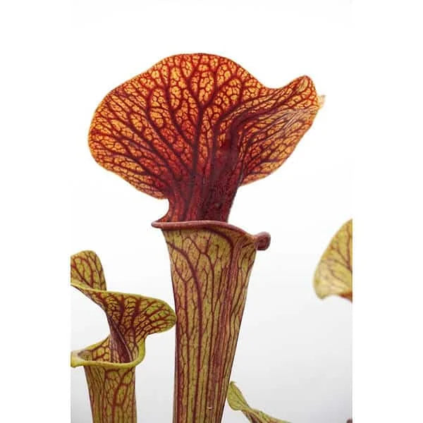 Sarracenia flava var. ornata „Super Ornata“ 大森食虫植物農園