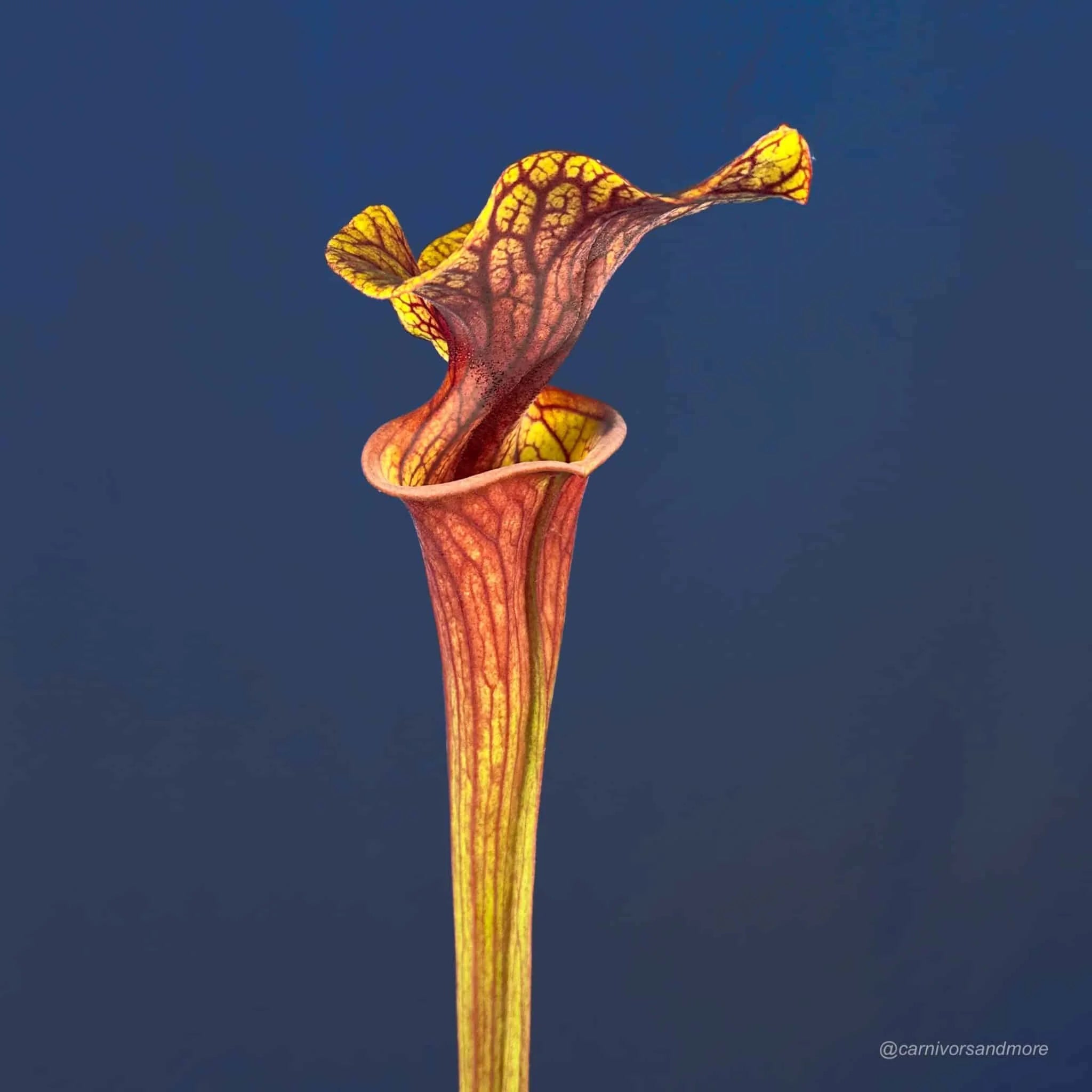 Sarracenia flava var. ornata „Super Ornata“ x atropurpurea 大森食虫植物農園
