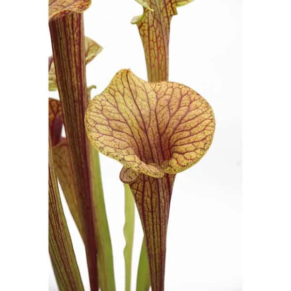Sarracenia flava var. ornata „Super Ornata“ 大森食虫植物農園