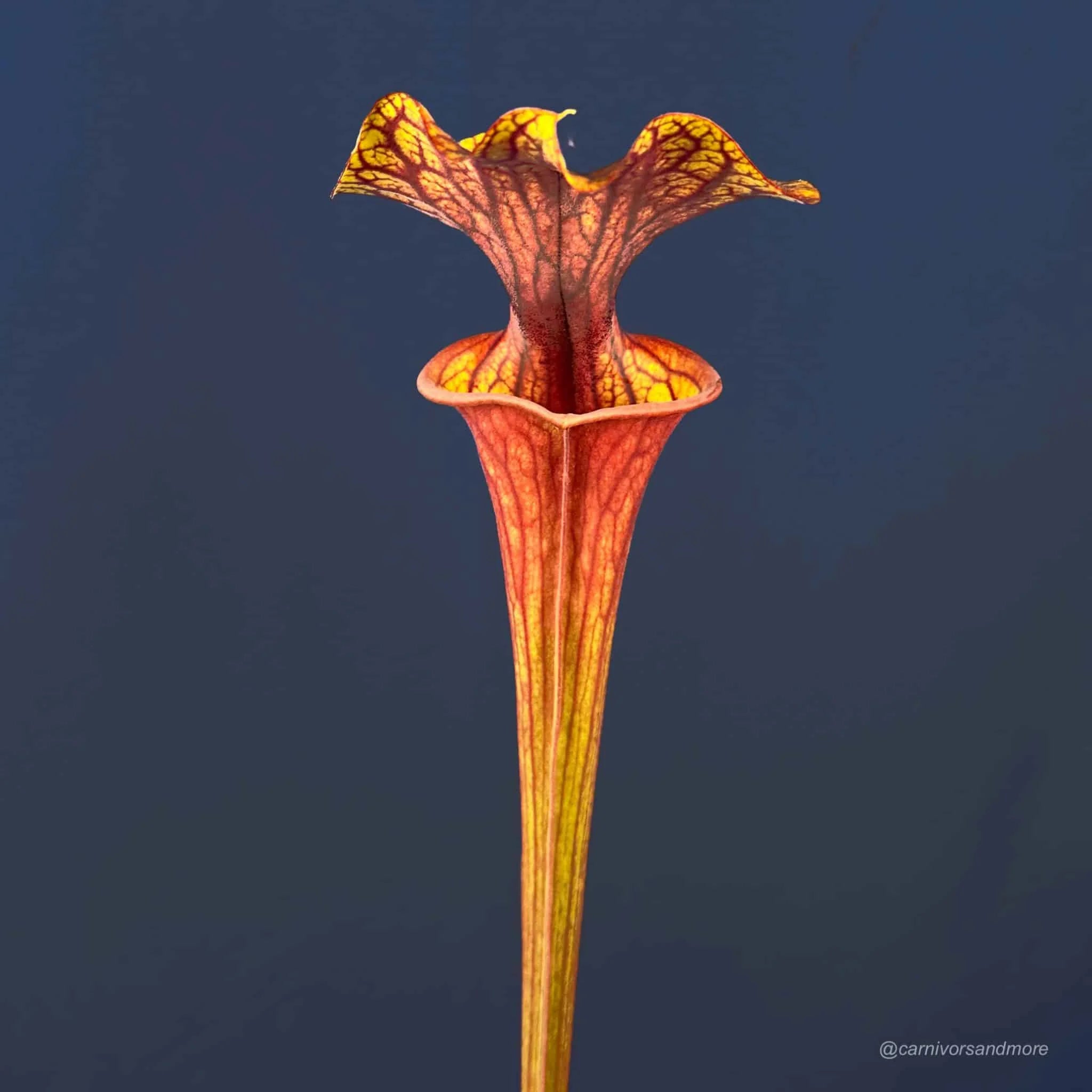 Sarracenia flava var. ornata „Super Ornata“ x atropurpurea 大森食虫植物農園