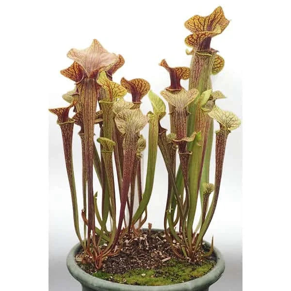 Sarracenia flava var. ornata „Super Ornata“ 大森食虫植物農園