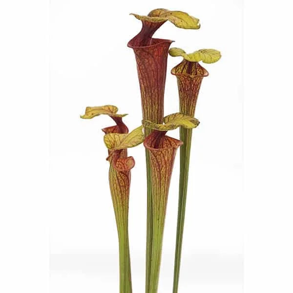 Sarracenia flava var. ornata „Very Tall Pitchers“ 大森食虫植物農園
