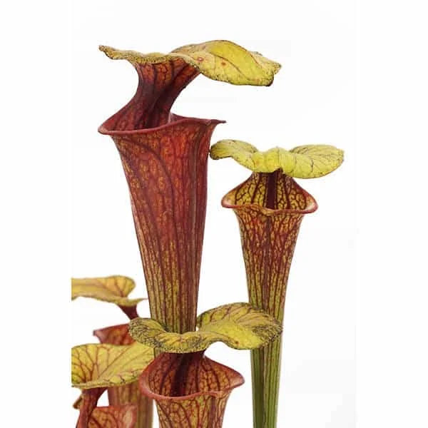 Sarracenia flava var. ornata „Very Tall Pitchers“ 大森食虫植物農園