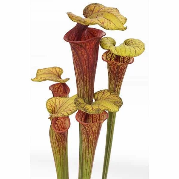 Sarracenia flava var. ornata „Very Tall Pitchers“ 大森食虫植物農園