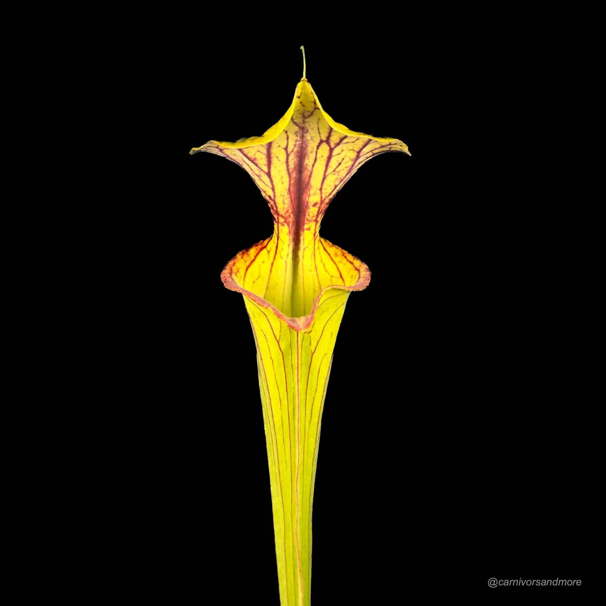 Sarracenia flava var. ornata, Wakulla Co, Fl 大森食虫植物農園