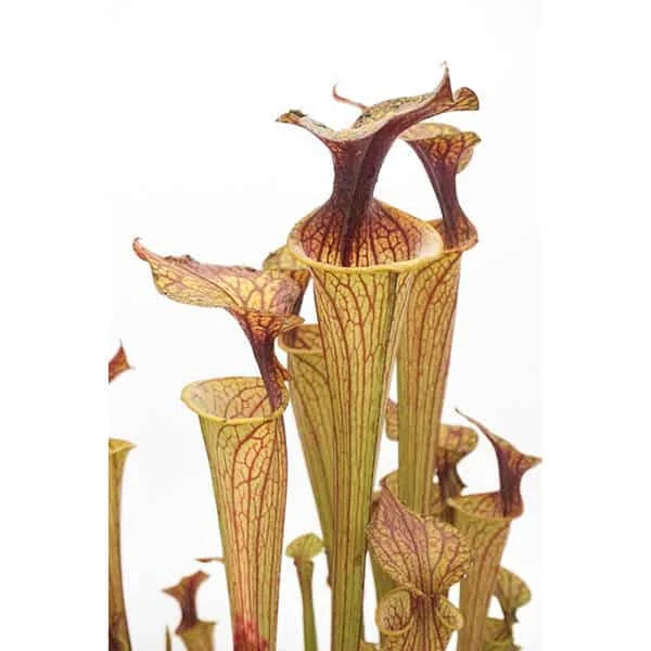 Sarracenia flava var. ornata, ex H. Cooper 大森食虫植物農園