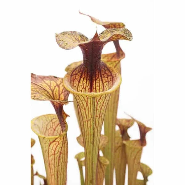 Sarracenia flava var. ornata, ex H. Cooper 大森食虫植物農園
