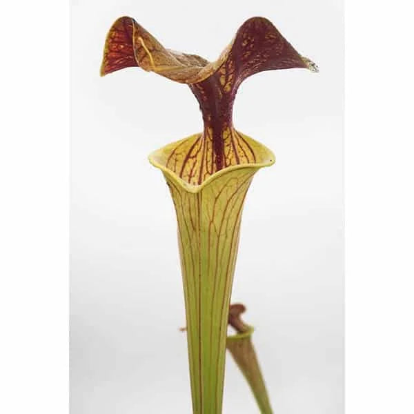 Sarracenia flava var. ornata, ex M. Brause 大森食虫植物農園