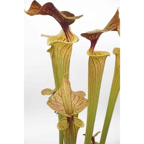 Sarracenia flava var. ornata, ex M. Brause 大森食虫植物農園