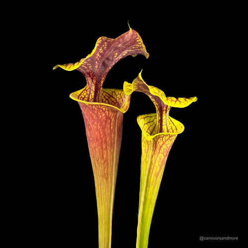 Sarracenia flava var. ornata, ex Phil Wilson 大森食虫植物農園