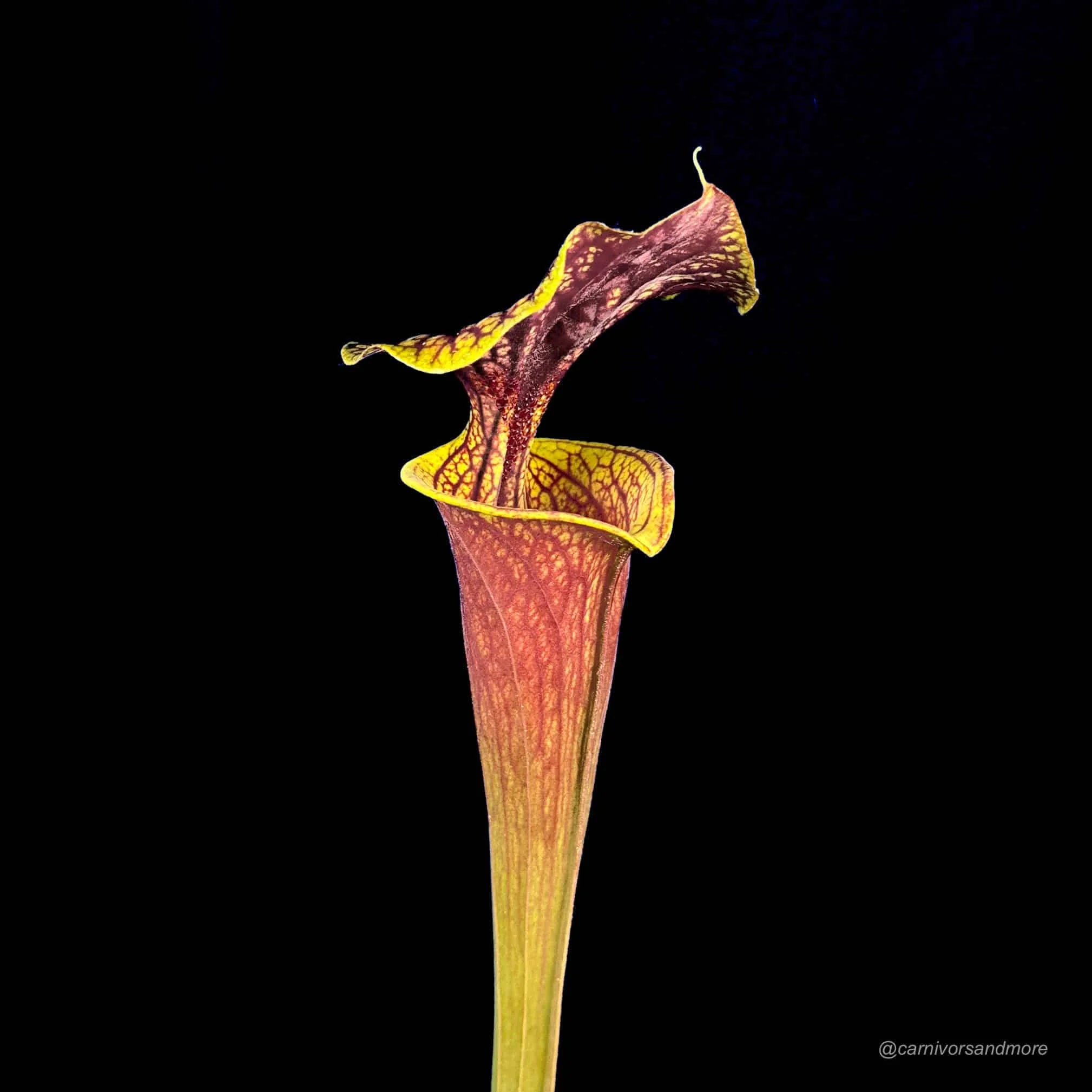 Sarracenia flava var. ornata, ex Phil Wilson 大森食虫植物農園