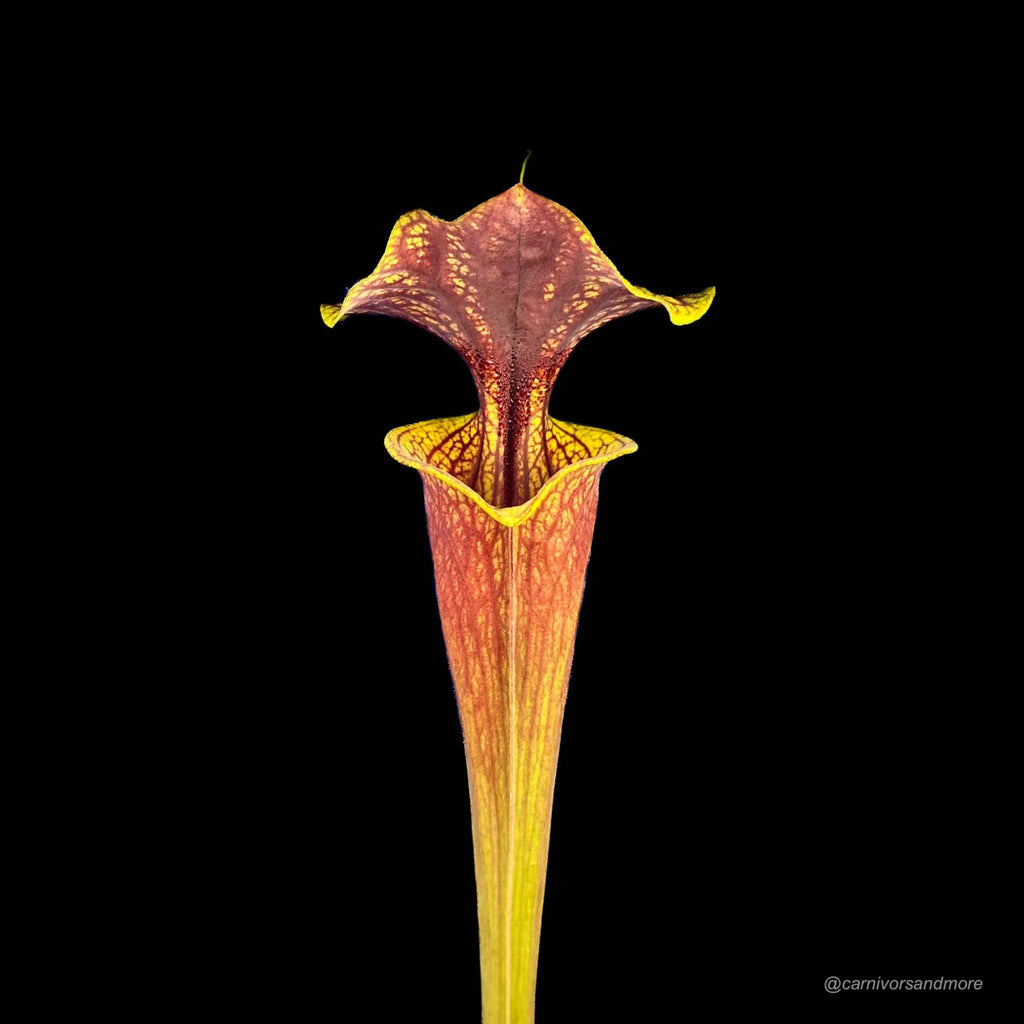 Sarracenia flava var. ornata, ex Phil Wilson 大森食虫植物農園