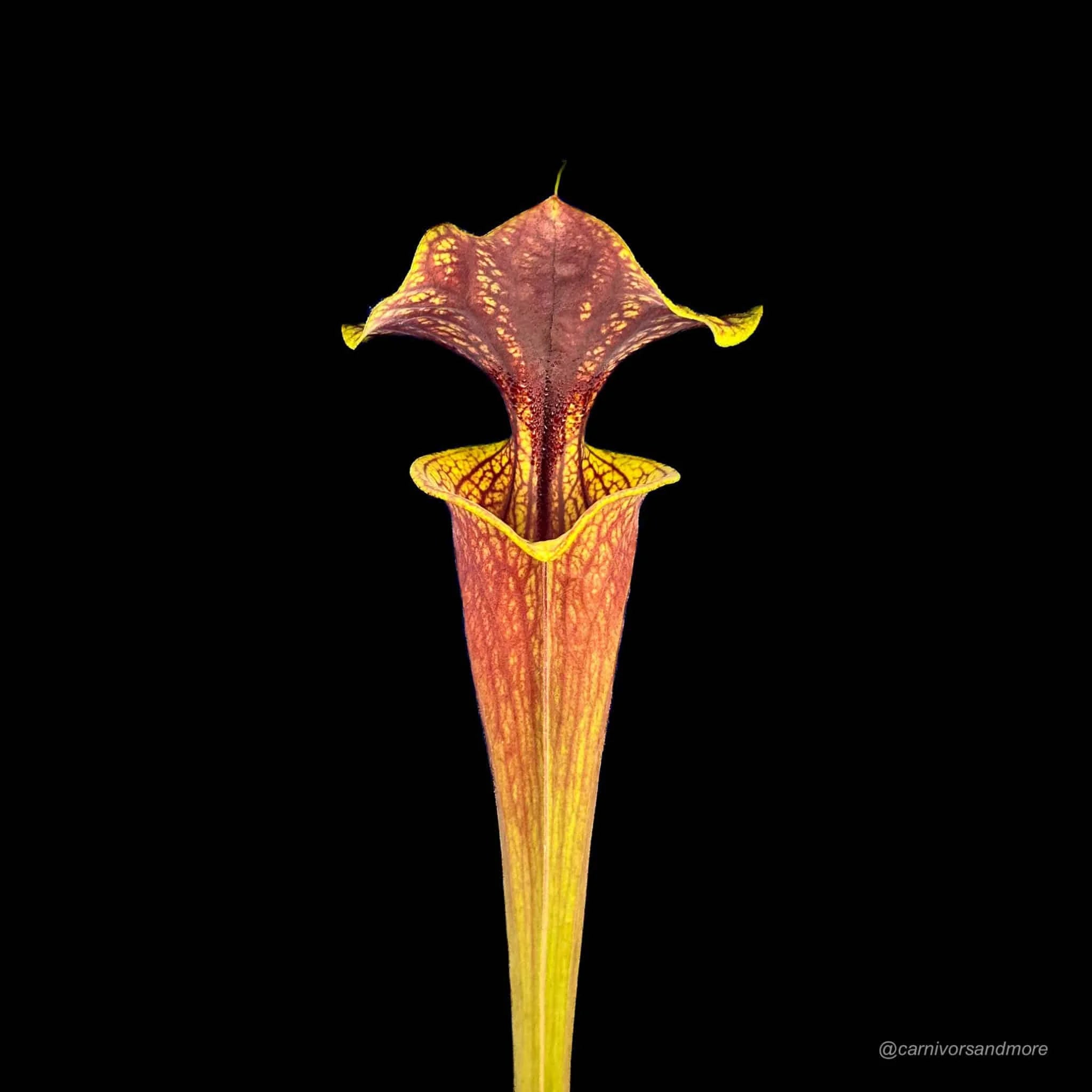 Sarracenia flava var. ornata, ex Phil Wilson 大森食虫植物農園