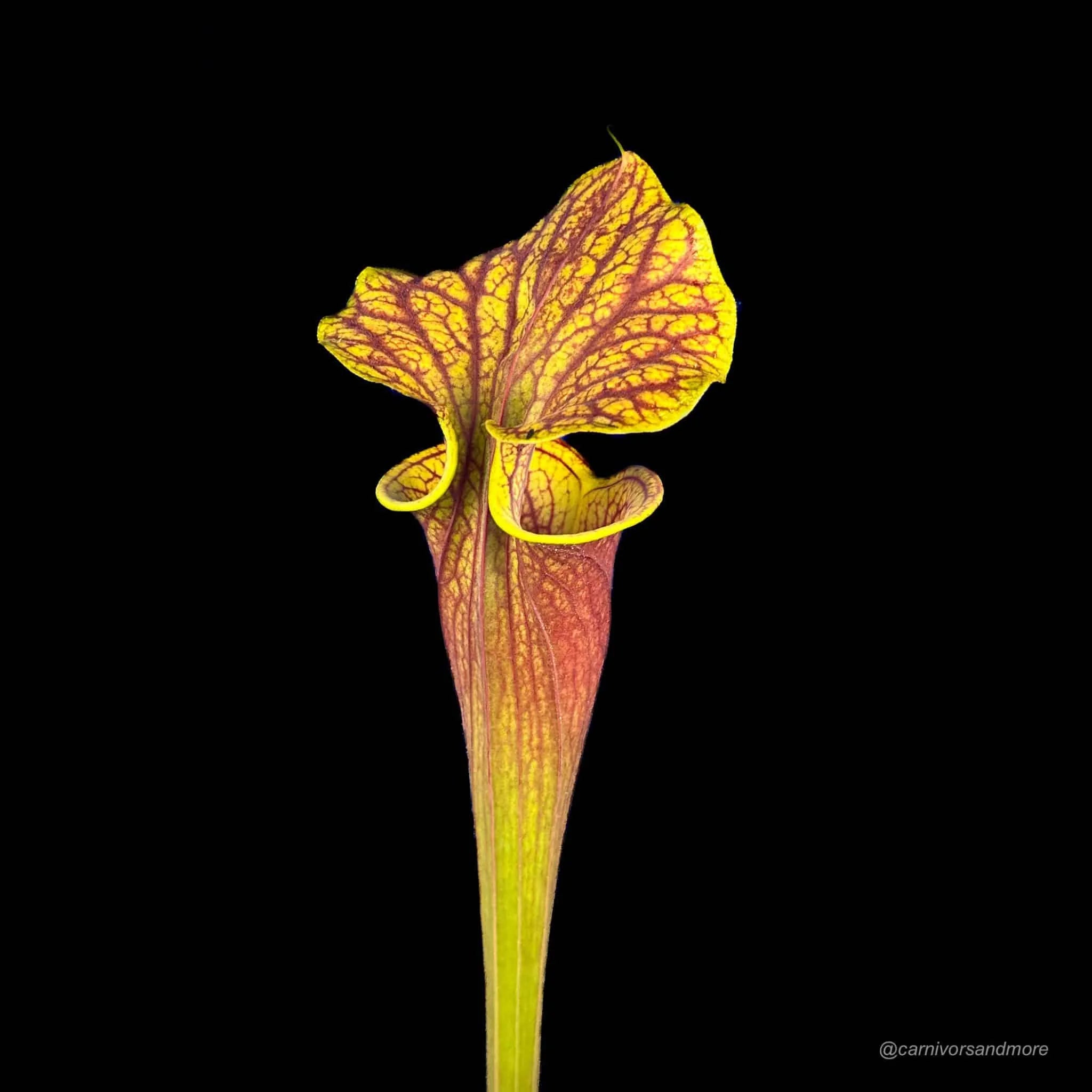 Sarracenia flava var. ornata, ex Phil Wilson 大森食虫植物農園