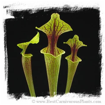 Sarracenia flava var. ornata {mix of different forms} [BCP ID# S289] (20粒の種子) 大森食虫植物農園